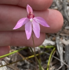 Caladenia hillmanii (Purple Heart Orchid) at Vincentia, NSW - 3 Sep 2023 by Tapirlord