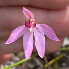 Caladenia hillmanii at Vincentia, NSW - suppressed