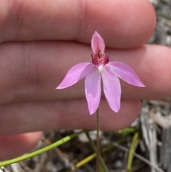 Caladenia hillmanii at Vincentia, NSW - suppressed