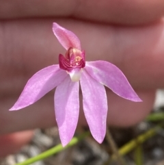 Caladenia hillmanii at Vincentia, NSW - suppressed