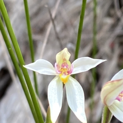 Caladenia alata (Fairy Orchid) at Vincentia, NSW - 3 Sep 2023 by Tapirlord
