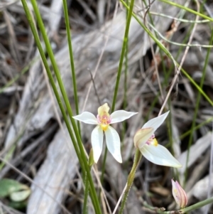 Caladenia alata at Vincentia, NSW - 3 Sep 2023