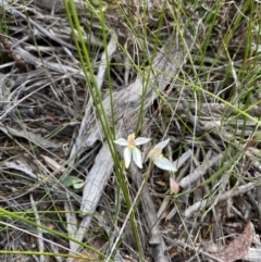 Caladenia alata at Vincentia, NSW - 3 Sep 2023