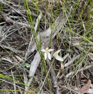 Caladenia alata at Vincentia, NSW - 3 Sep 2023