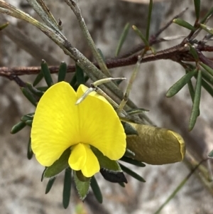 Gompholobium glabratum at Vincentia, NSW - 3 Sep 2023 11:30 AM