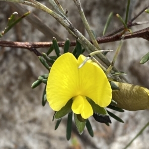 Gompholobium glabratum at Vincentia, NSW - 3 Sep 2023 11:30 AM