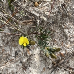 Gompholobium glabratum at Vincentia, NSW - 3 Sep 2023 11:30 AM