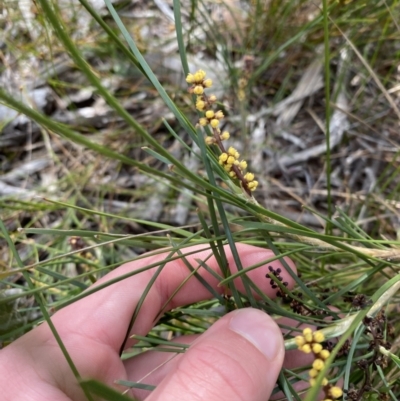 Lomandra glauca (Pale Mat-rush) at Vincentia, NSW - 3 Sep 2023 by Tapirlord