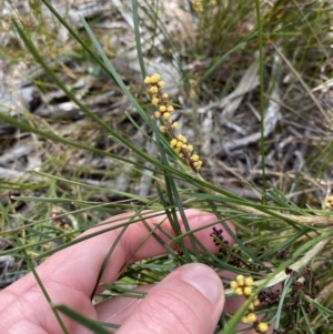 Lomandra glauca at Vincentia, NSW - 3 Sep 2023