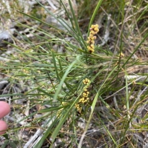 Lomandra glauca at Vincentia, NSW - 3 Sep 2023