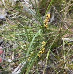 Lomandra glauca at Vincentia, NSW - 3 Sep 2023