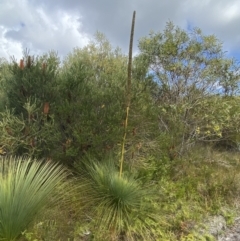 Xanthorrhoea resinosa (Grass Tree) at Vincentia, NSW - 3 Sep 2023 by Tapirlord