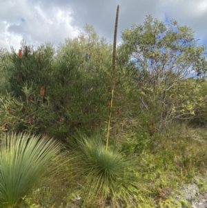 Xanthorrhoea resinosa at Vincentia, NSW - suppressed