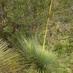 Xanthorrhoea resinosa at Vincentia, NSW - suppressed