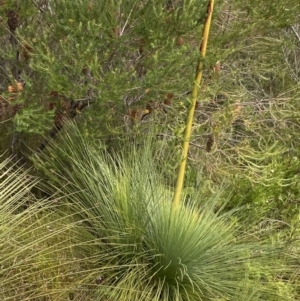 Xanthorrhoea resinosa at Vincentia, NSW - suppressed