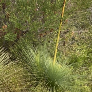 Xanthorrhoea resinosa at Vincentia, NSW - 3 Sep 2023