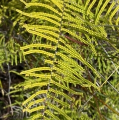 Gleichenia dicarpa (Wiry Coral Fern) at Vincentia, NSW - 3 Sep 2023 by Tapirlord