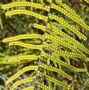 Gleichenia dicarpa at Vincentia, NSW - suppressed