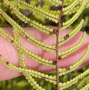 Gleichenia dicarpa at Vincentia, NSW - suppressed