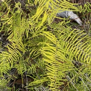 Gleichenia dicarpa at Vincentia, NSW - suppressed