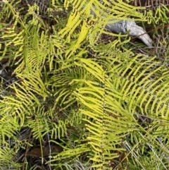 Gleichenia dicarpa at Vincentia, NSW - 3 Sep 2023