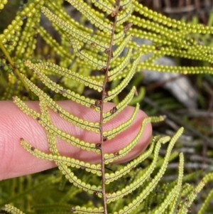 Gleichenia dicarpa at Vincentia, NSW - suppressed