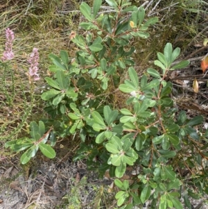 Banksia paludosa subsp. paludosa at Vincentia, NSW - 3 Sep 2023