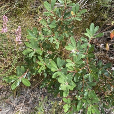 Banksia paludosa subsp. paludosa (Swamp Banksia) at Vincentia, NSW - 3 Sep 2023 by Tapirlord