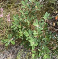 Banksia paludosa subsp. paludosa at Vincentia, NSW - 3 Sep 2023