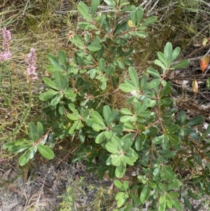 Banksia paludosa subsp. paludosa at Vincentia, NSW - 3 Sep 2023