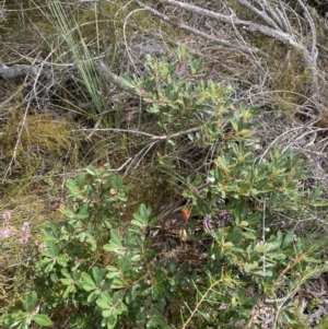 Banksia paludosa subsp. paludosa at Vincentia, NSW - 3 Sep 2023 11:27 AM