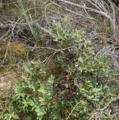 Banksia paludosa subsp. paludosa at Vincentia, NSW - 3 Sep 2023