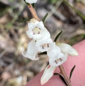 Epacris obtusifolia at Vincentia, NSW - 3 Sep 2023