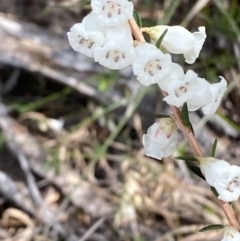 Epacris obtusifolia at Vincentia, NSW - 3 Sep 2023