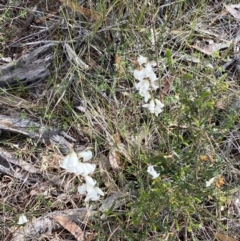 Epacris obtusifolia at Vincentia, NSW - 3 Sep 2023