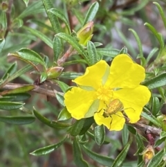 Hibbertia linearis (Showy Guinea Flower) at Vincentia, NSW - 3 Sep 2023 by Tapirlord