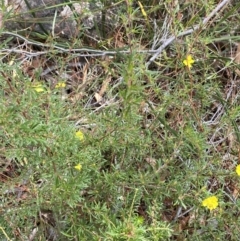 Hibbertia linearis at Vincentia, NSW - 3 Sep 2023 11:26 AM