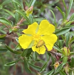 Hibbertia linearis at Vincentia, NSW - 3 Sep 2023