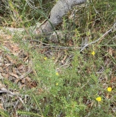 Hibbertia linearis at Vincentia, NSW - 3 Sep 2023