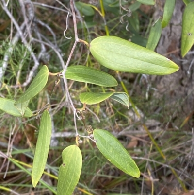 Smilax glyciphylla (Native Sarsaparilla) at Vincentia, NSW - 3 Sep 2023 by Tapirlord