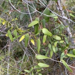 Smilax glyciphylla at Vincentia, NSW - 3 Sep 2023