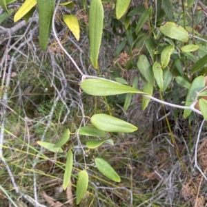 Smilax glyciphylla at Vincentia, NSW - 3 Sep 2023