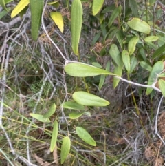 Smilax glyciphylla at Vincentia, NSW - 3 Sep 2023