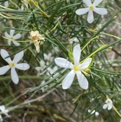 Ricinocarpos pinifolius (Wedding Bush) at Vincentia, NSW - 3 Sep 2023 by Tapirlord