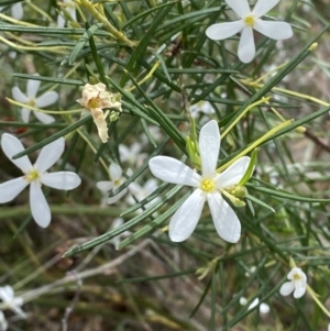 Ricinocarpos pinifolius at Vincentia, NSW - 3 Sep 2023 11:26 AM