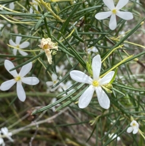 Ricinocarpos pinifolius at Vincentia, NSW - 3 Sep 2023 11:26 AM