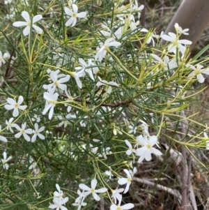 Ricinocarpos pinifolius at Vincentia, NSW - 3 Sep 2023