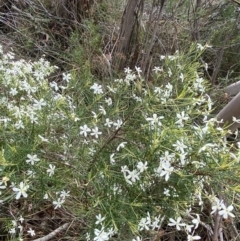 Ricinocarpos pinifolius at Vincentia, NSW - 3 Sep 2023