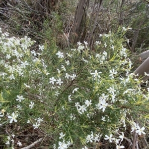 Ricinocarpos pinifolius at Vincentia, NSW - 3 Sep 2023