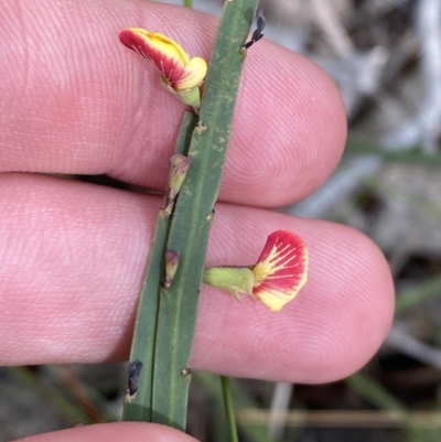 Bossiaea ensata (Sword Bossiaea) at Vincentia, NSW - 3 Sep 2023 by Tapirlord